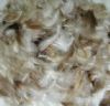 duck feathers down for sale